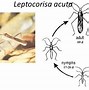 Jangkrik Metamorfosis Tidak Sempurna Karena